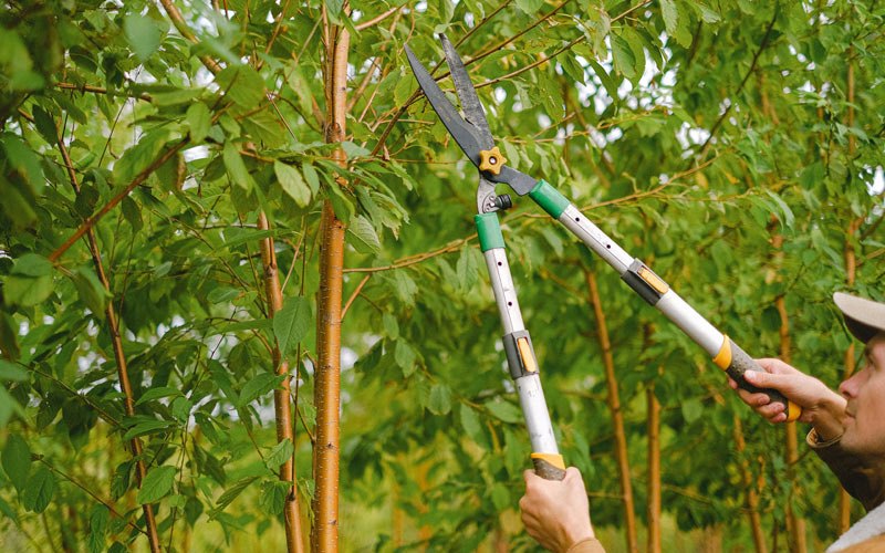 Tree trimming in Elliston, MT